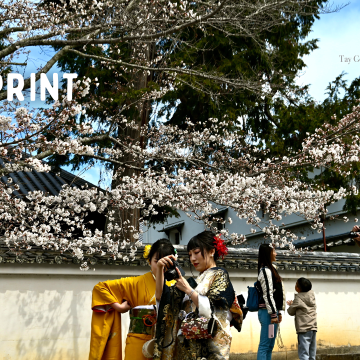 Under the Cherry Blossom